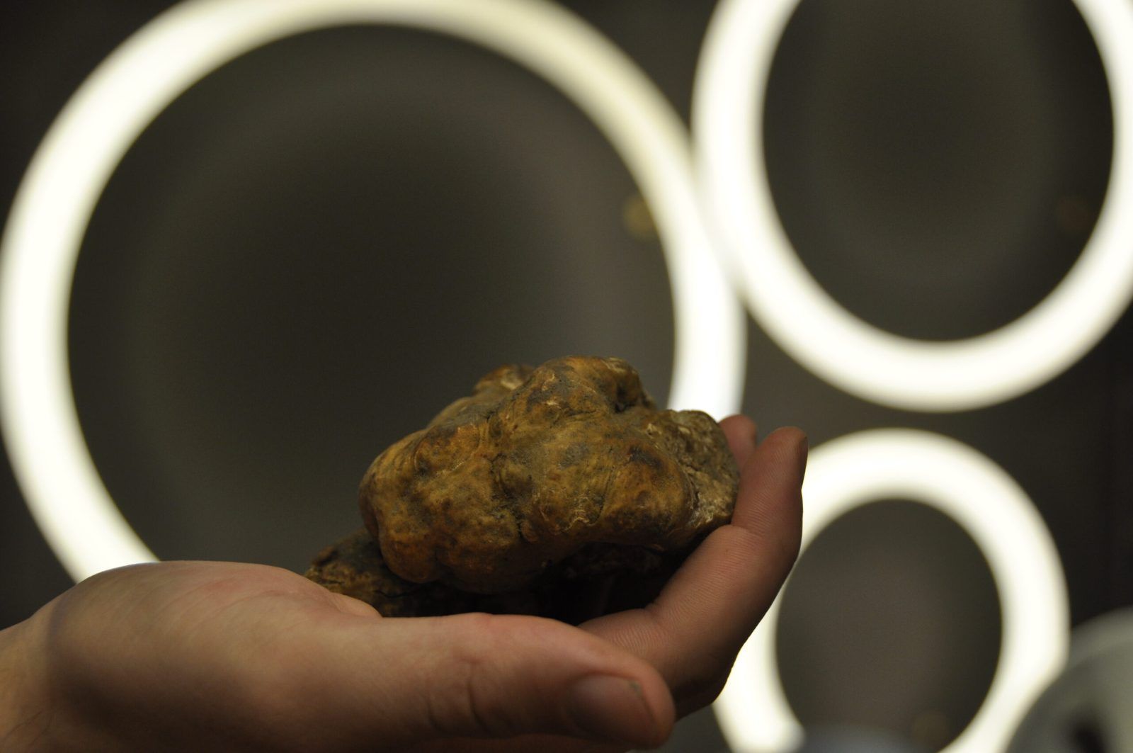 Tartufo bianco d'Alba tenuto in mano nella sala di Naevia